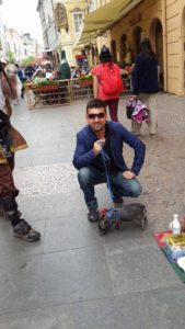 domuzlar