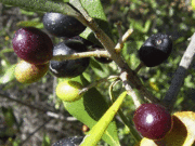 Evde Siyah Zeytin Nasıl Yapılır