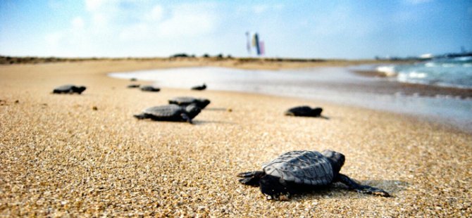 caretta caretta